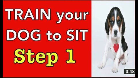 How to TRAIN your Dog to SIT - Step 1 - Dog Training Videos For Beginners.mp4