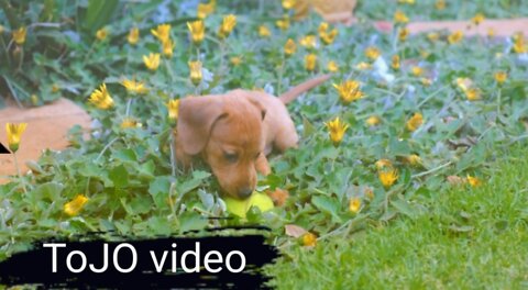 my dog ​​learns to play with lyrics HD video TOJO video