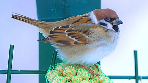 Extra Fluffy Eurasian Tree Sparrow Guarding His Loot