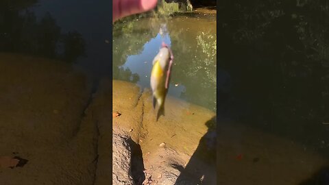 First fish of the day! Bluegill! #fishing #outdoors #nature