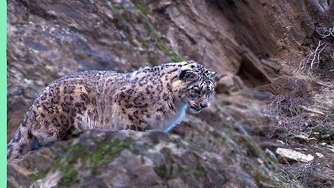 Snow Leopard Hunting