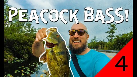 Finally caught a Peacock Bass!!!! (Bucket list fish!)