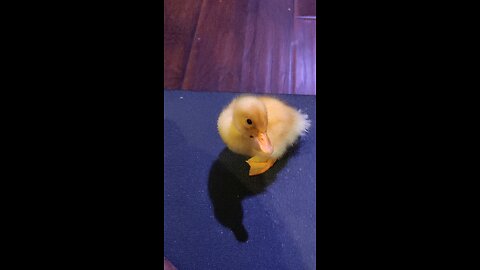 Will this 5 day old duck follow?