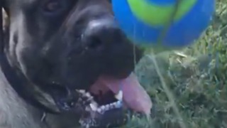 Slow motion collision between English Mastiff and Yellow Lab