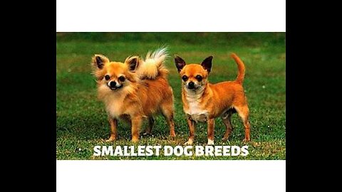 Top 10 Smallest Dog Breeds in the World