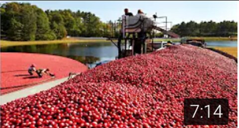 Amazing Agriculture Harvesting Technology - Cranberry Harvesting and Processing Cranberry Juice :