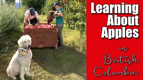 Learning About Apples