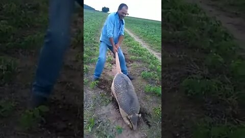 Man vs Armadillo 🦾...Nature Wins