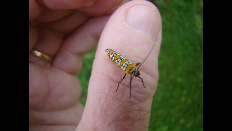 Amazing Nature: Night Bugs - Tree of Heaven Moth