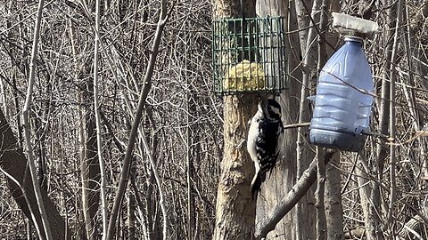 Hairy Wood Pecker James Gardens Toronto