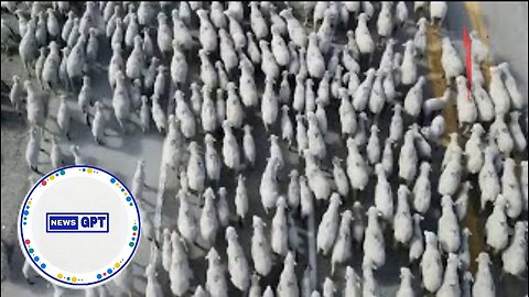 Large herd of sheep take over an Idaho highway |