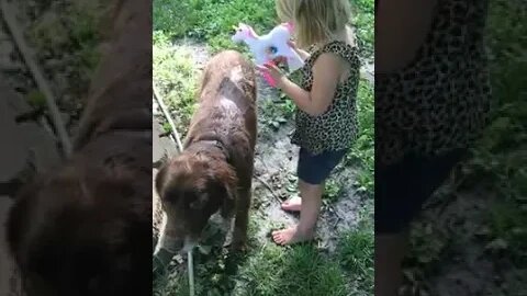 We let our 3YO wash our dog! #flashbackFriday #shorts