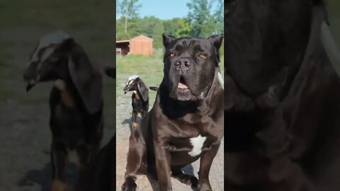 Cane Corso REACTION To Baby Goats #shorts #viral #funnydogs #pets