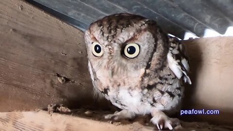 Screech Owl In Peacock Pens, Peacock Minute, peafowl.com