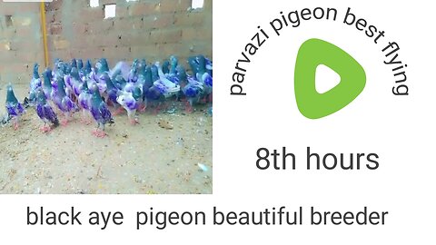 Beautiful pigeon breeder pair best flying