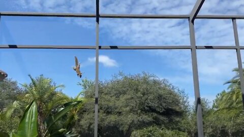 Great Danes & Cat Are Shocked To Squirrel Inside The Patio Lanai Screen