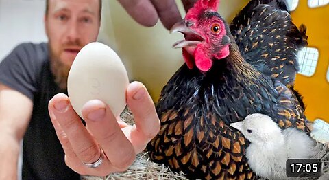 We tricked our hen to different hatching out the rarest baby peacocks