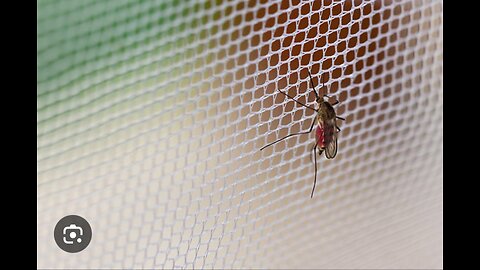 "Mosquito Mastery! Sneaky Skeeter Tries to Sting Through Net"