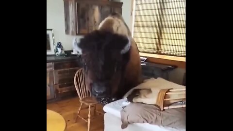 PET BISON 🦬 BROKE INTO MY HOUSE 🏡😱