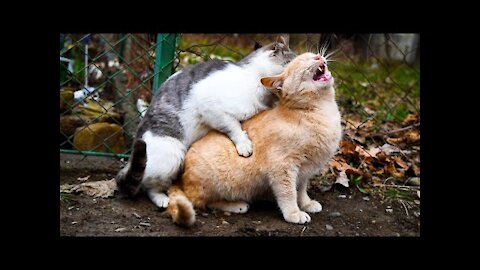 Mating Cats Hard (successfully)