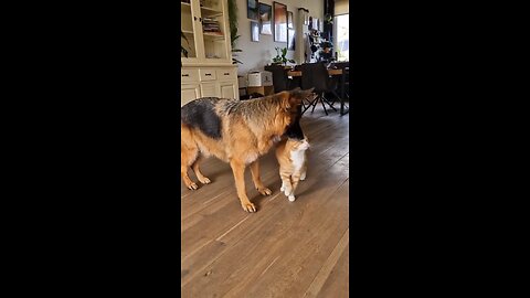 Dog attacks on cat ? 😱🤯😰 #rumble #viral