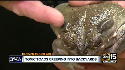 Sonoran Desert Toad posing a danger for Valley dogs