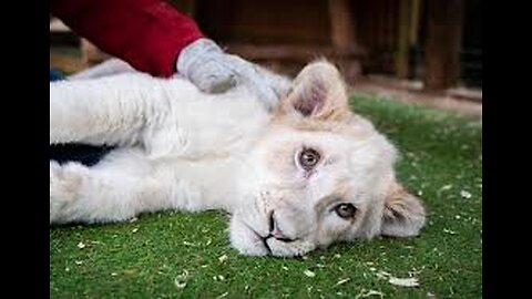 When wild animals shows love💕 and care 👦to humans