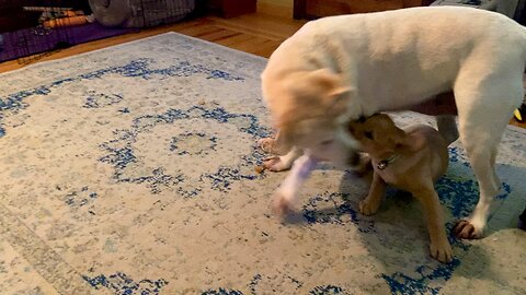 Lab puppy vs 7 yrs old Lab