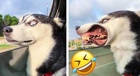 Dog funny moment. Animal viral video