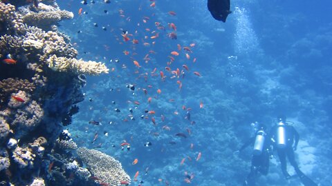 Coral Reefs in Mombasa Marine National Park and Reserve| Mombasa Kenya East Africa