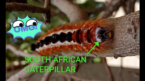 Colourful Caterpillar in South Africa