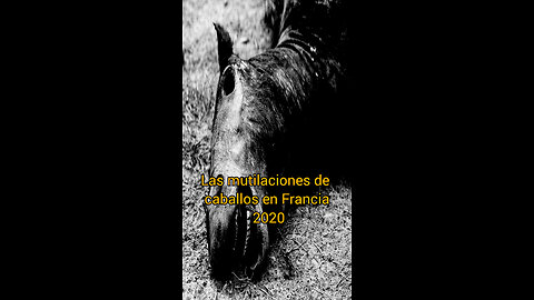 Las mutilaciones de caballos en Francia durante el 2020 - El Tercer Dedo