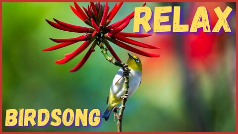 Relax immediately to the sound of the most beautiful birdsong Rest, sleep, meditate, pray, and stud