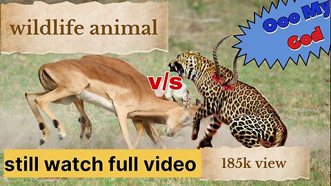 Wildlife animal fight