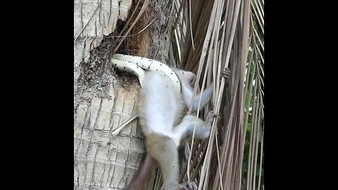 king cobra & baby monkey fight