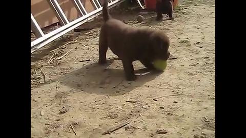 Puppy discovers tennis ball, finds new favorite toy