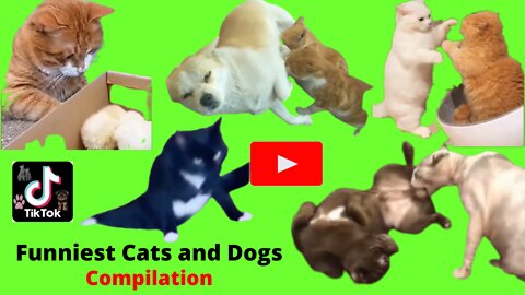 Funny dogs and cats! - unniest dogs and cats video compilation 2022