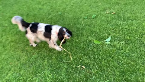 Cute dog thinks yard work is a game