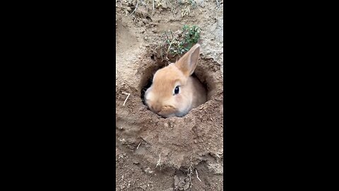 Happy rabbit