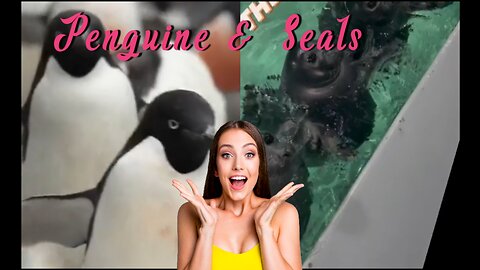 Penguine And Seals 💙💚💛 Cute Funny Viral Videos