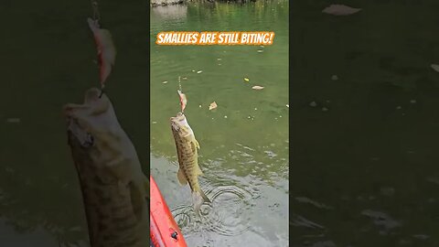 Smallmouth Bite! #shorts #smallmouth #bassfishing #kayakfishing #fishing