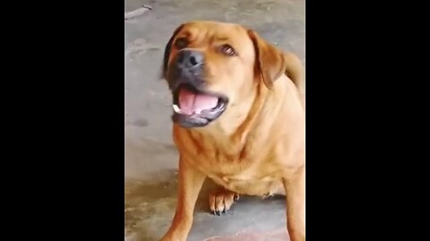 Dog 🐕 video big dog