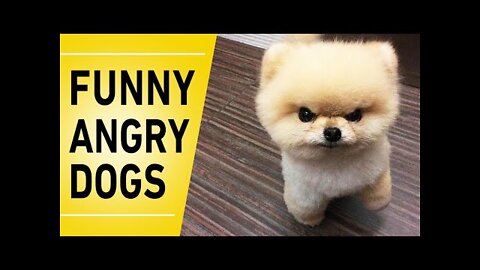 Funny Angry Dogs Compilation #Shorts