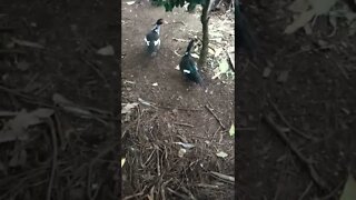 More Muscovy ducks