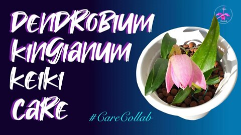 Dendrobium kingianum keiki CARE | Acclimating & getting them established #CareCollab