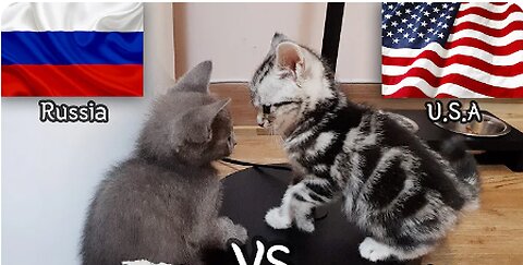 American Shorthair VS Russian Blue - a kitten Fight Story