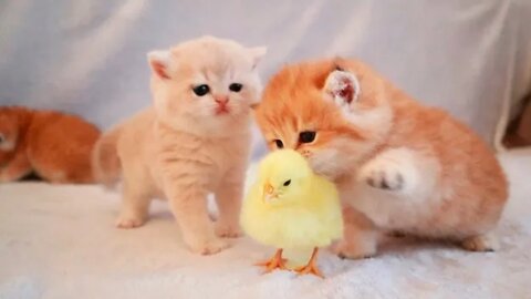 Kittens walk with a tiny chicken