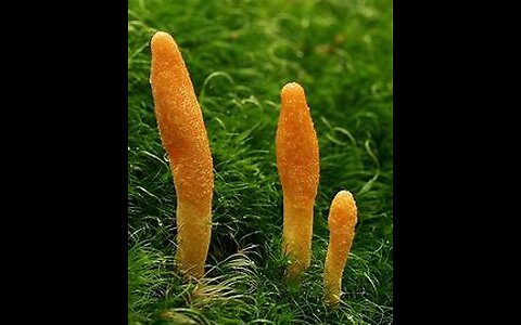 Cordyceps Mushroom (Cordyceps sinensis)