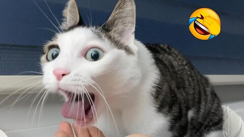 New Funny Animals 2024 😂 Funniest Cats and Dogs Videos 😺🐶