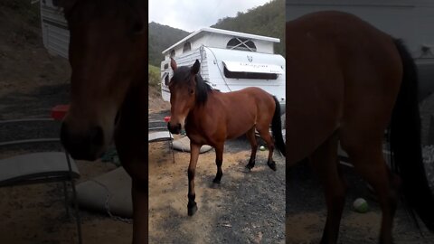 Escape Artist II. Young gelded brumby colt, Paddy. Horses Escape paddock through creek.